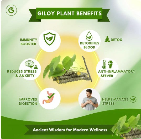 Herbal Giloy Foot Detox Patches - Buy 1 Get 1 Free | Style Elevate